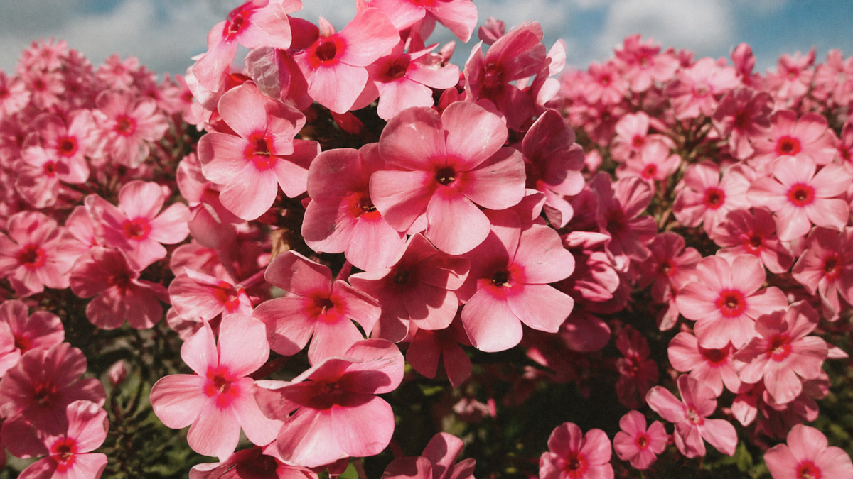 Guide to Geraniol as a Natural Active Ingredient