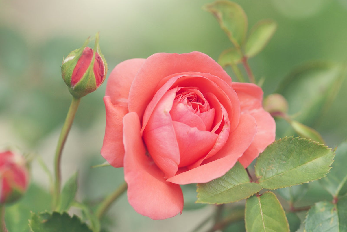 Pink rose in bloom