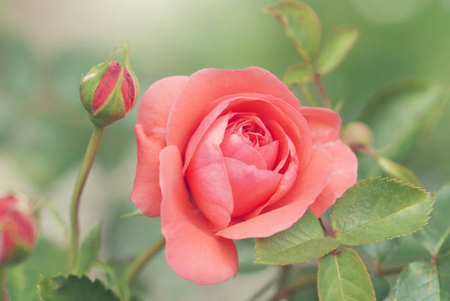 Pink rose in bloom