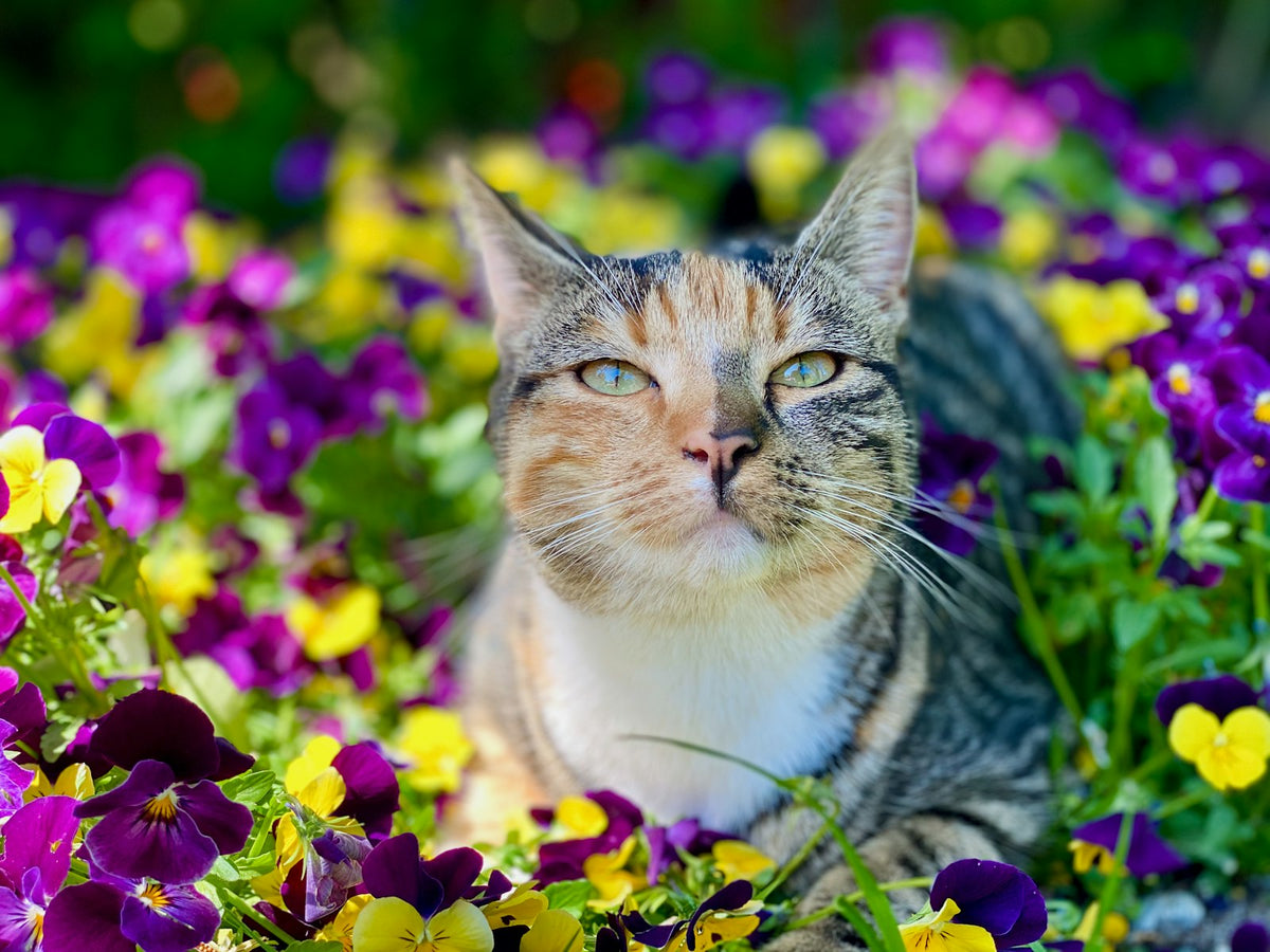 Cat lying in a field of flowers