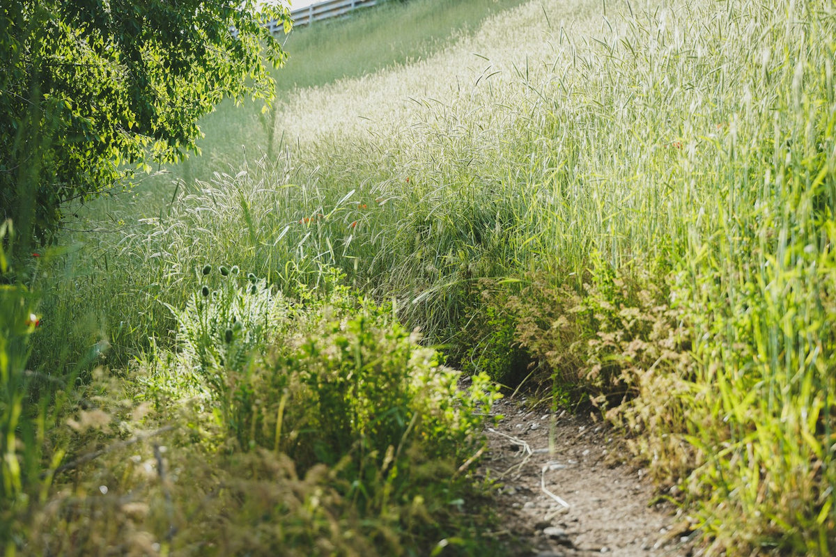 Path through a field of tall grass