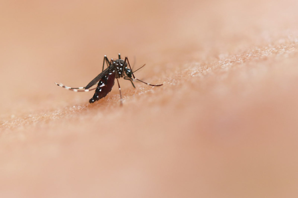 Close-up of a mosquito on human skin