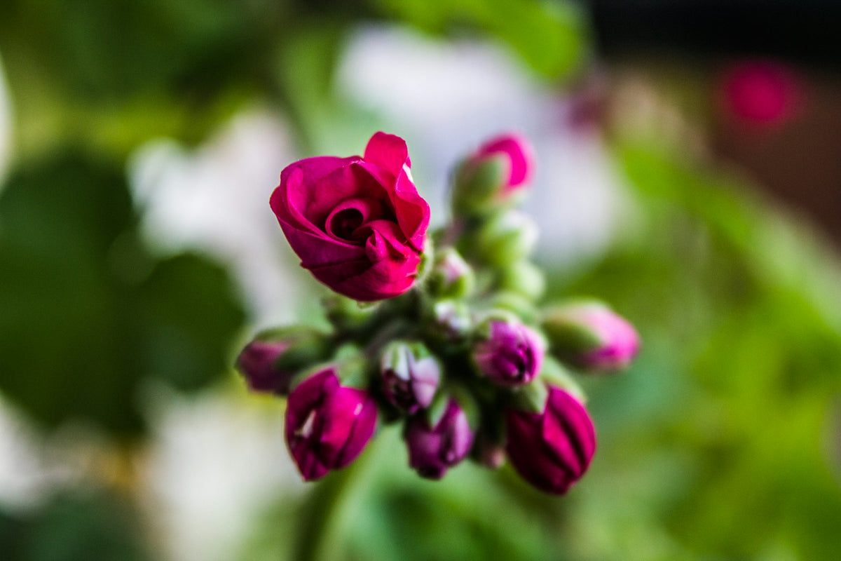 Magenta geranium buds in a garden