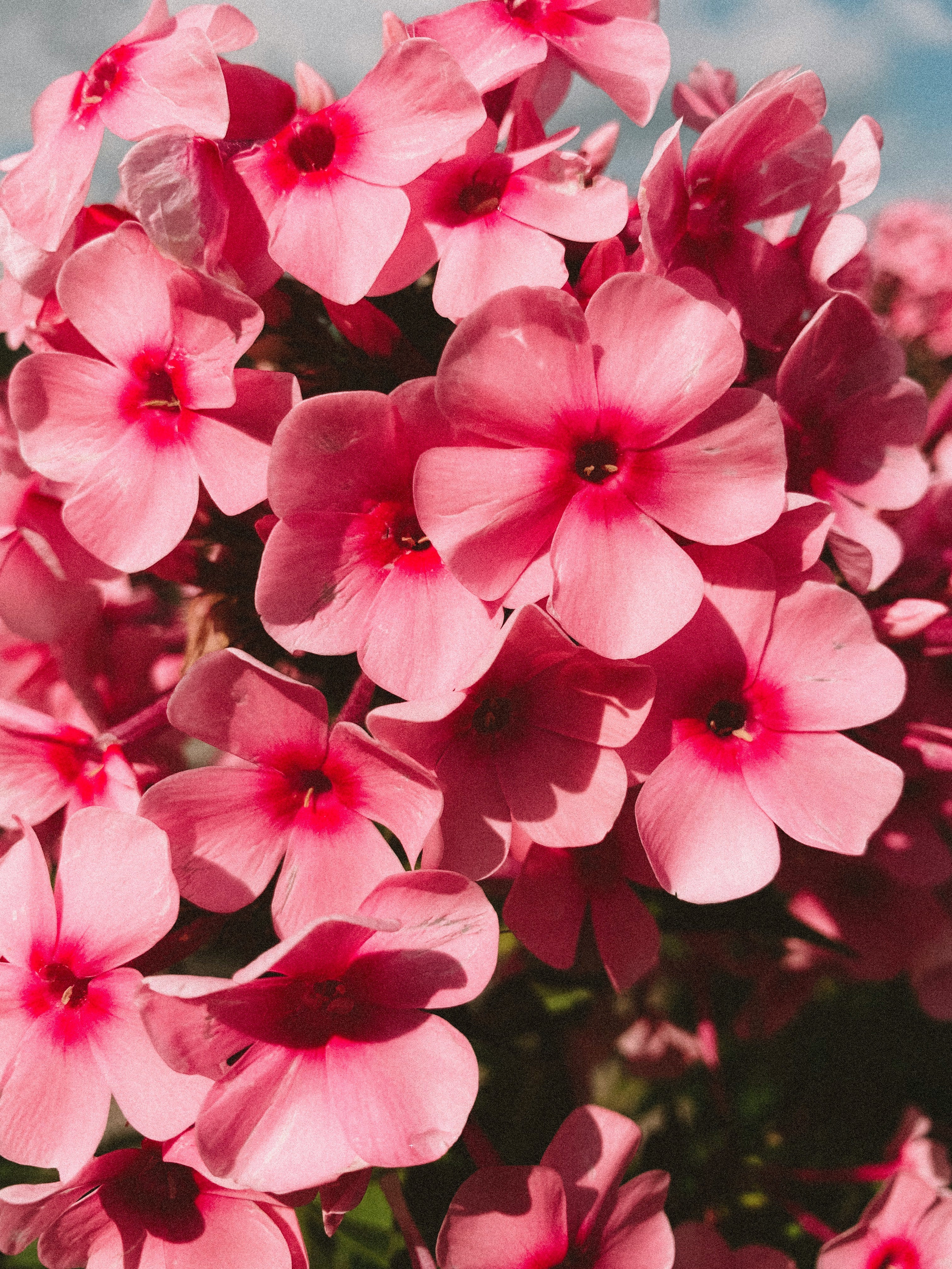 Close-up of flowers with a blurred background